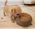 Small Photo #12 Chihuahua-Unknown Mix Puppy For Sale in San Francisco, CA, USA