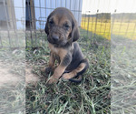 Small Photo #1 Bloodhound Puppy For Sale in SONORA, KY, USA