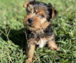 Puppy 1 Yorkie Russell