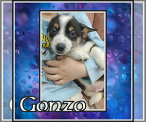 Cowboy Corgi Puppy for sale in GALLEGOS, NM, USA