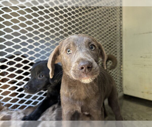 Medium Photo #1 Catahoula Leopard Dog-Unknown Mix Puppy For Sale in Bakersfield, CA, USA