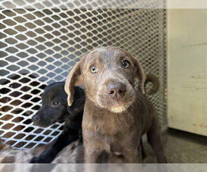 Catahoula Leopard Dog-Unknown Mix Dogs for adoption in Bakersfield, CA, USA