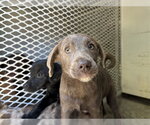 Small Catahoula Leopard Dog Mix