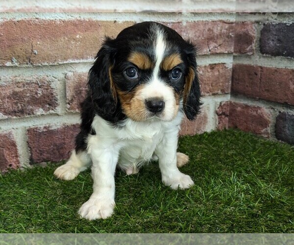 Medium Photo #7 Cavalier King Charles Spaniel Puppy For Sale in MOBERLY, MO, USA