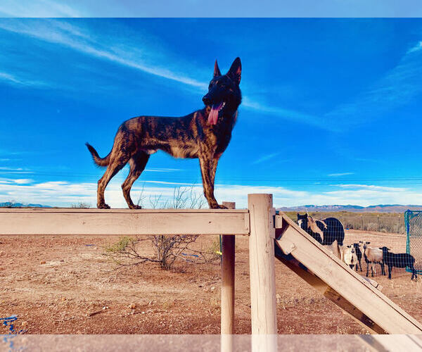 Medium Photo #6 Dutch Shepherd Dog Puppy For Sale in SIERRA VISTA, AZ, USA