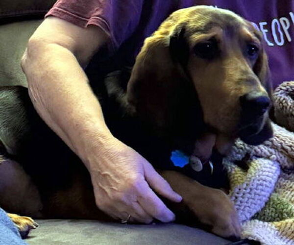 Medium Photo #5 Bagle Hound Puppy For Sale in Deepwater, NJ, USA