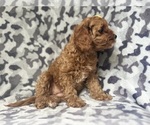Small #2 Cavapoo
