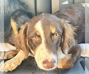 Brittany-English Setter Mix Dogs for adoption in Okolona, MS, USA