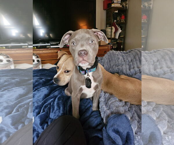 Medium Photo #1 American Pit Bull Terrier Puppy For Sale in Belleville, MI, USA