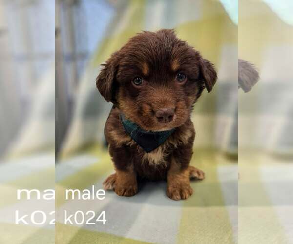 Medium Photo #1 Aussiedor Puppy For Sale in SHERBURNE, NY, USA