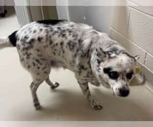 Haru - Male Chihuahua-Unknown Mix Dog for Adoption - Photo #4