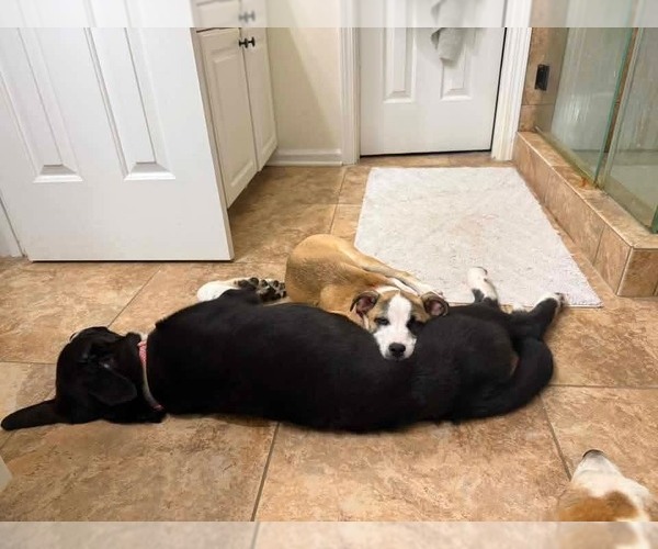 Medium Photo #2 Feist Terrier-Unknown Mix Puppy For Sale in Woodbury, NY, USA