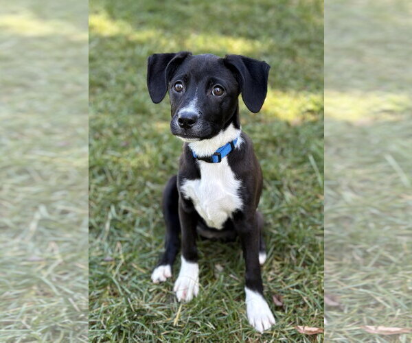 Medium Photo #2 Mutt Puppy For Sale in Sandy, UT, USA