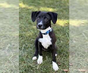 Lyvie - Female Mutt Dog for Adoption - Photo #2