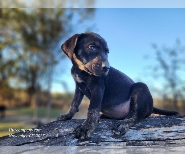 Medium Photo #6 Catahoula Leopard Dog Puppy For Sale in CUMBY, TX, USA
