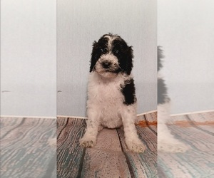 Poodle (Standard) Puppy for sale in STOUTLAND, MO, USA