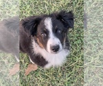 Small Photo #2 Texas Heeler Puppy For Sale in CENTRALIA, IL, USA