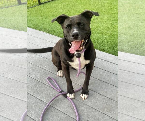 Medium Photo #2 American Staffordshire Terrier-Unknown Mix Puppy For Sale in Rosenberg, TX, USA