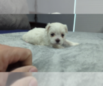 Small #7 Maltese