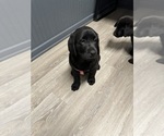 Puppy Ivy Labrador Retriever