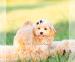 Small Photo #56 Maltipoo (Miniature) Puppy For Sale in WARSAW, IN, USA