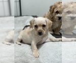 Small Photo #4 Maltipoo Puppy For Sale in ORANGE, CA, USA