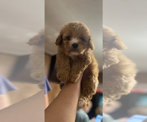 Cavapoo Puppy for sale in JEFFERSONVILLE, IN, USA