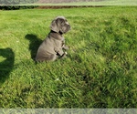 Small Photo #1 Cane Corso Puppy For Sale in PHILLIPSTON, MA, USA