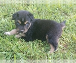 Small Photo #1 Australian Shepherd Puppy For Sale in ALLEN JAY, NC, USA