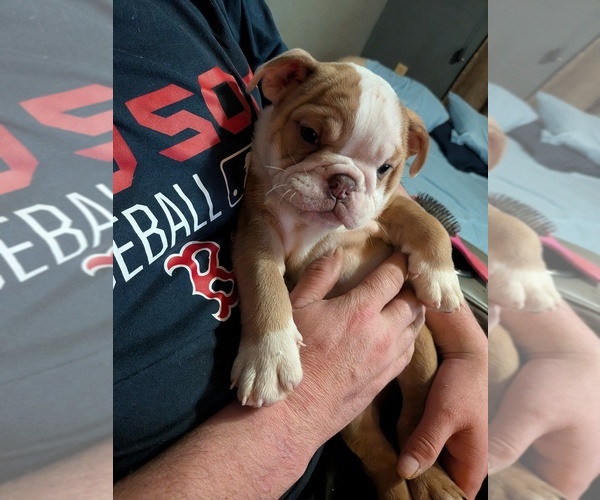 Medium Photo #6 English Bulldog Puppy For Sale in WHITELAND, IN, USA