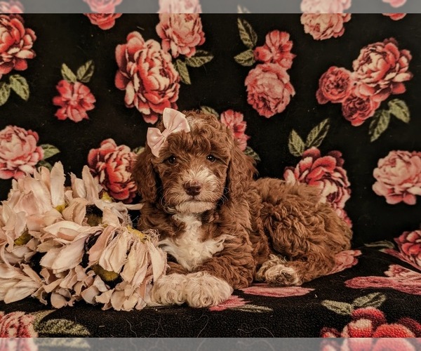 Medium Photo #3 Goldendoodle (Miniature) Puppy For Sale in QUARRYVILLE, PA, USA
