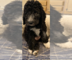 Puppy 1 Goldendoodle-Poodle (Standard) Mix