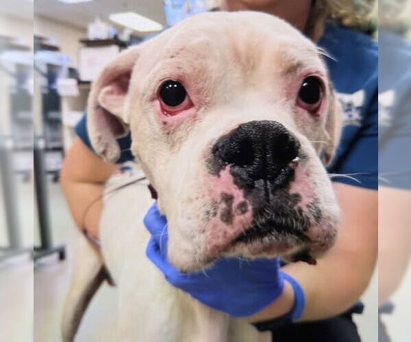 Medium Photo #5 Boxer Puppy For Sale in Stanwood, WA, USA