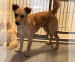 Small #1 Chihuahua Mix