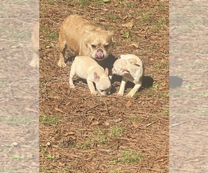 Mother of the French Bulldog puppies born on 03/09/2026