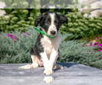 Puppy Jessie Border Collie