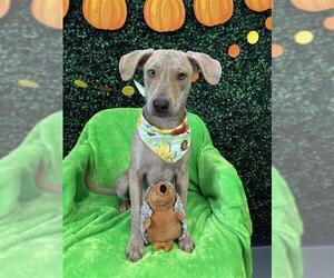 Labrador Retriever-Unknown Mix Dogs for adoption in Corpus Christi, TX, USA