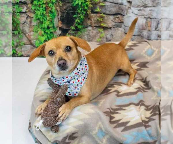 Medium Photo #2 Dachshund-Unknown Mix Puppy For Sale in Kennesaw, GA, USA