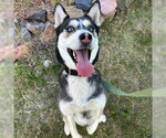 Small #2 Siberian Husky