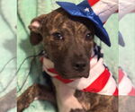 Small #1 American Staffordshire Terrier Mix