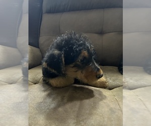 Airedale Terrier Puppy for sale in CLEBURNE, TX, USA