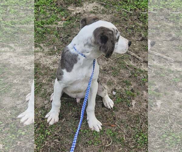 Medium Photo #26 Australian Shepherd-Unknown Mix Puppy For Sale in Wakefield, RI, USA