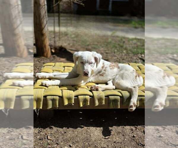 Medium Photo #10 Australian Shepherd-German Shepherd Dog Mix Puppy For Sale in Raleigh, NC, USA