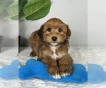 Small #2 Aussiedoodle Miniature 