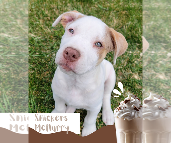 Medium Photo #1 Mutt Puppy For Sale in Sandy, UT, USA