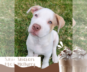 Mutt Dogs for adoption in Sandy, UT, USA