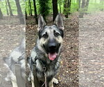 Small #1 German Shepherd Dog