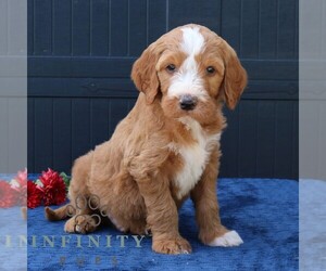 Goldendoodle Puppy for sale in LANCASTER, PA, USA