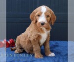 Small Goldendoodle