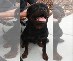 Small Photo #2 Rottweiler Puppy For Sale in AURORA, CO, USA